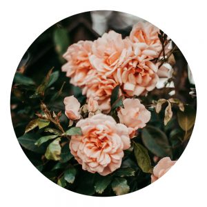 Parfum Rose de Joie