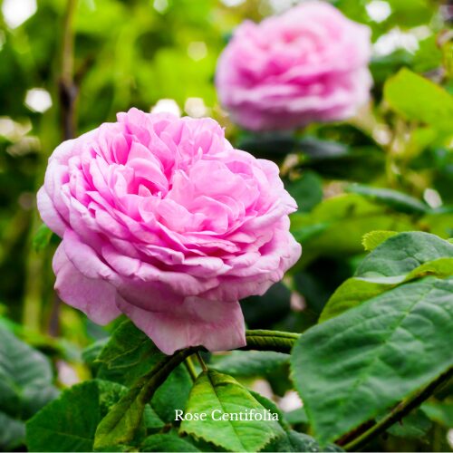 Rose centifolia