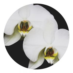 Parfum Orchidée blanche